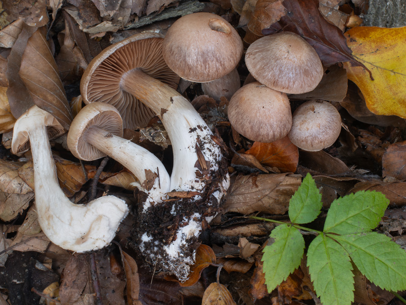 Cortinarius turgidus Cortinarius turgidus